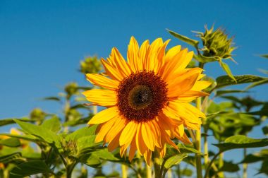 mavi gökyüzü ile ayçiçeği