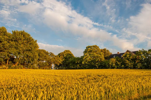 Campi e alberi danesi — Foto Stock