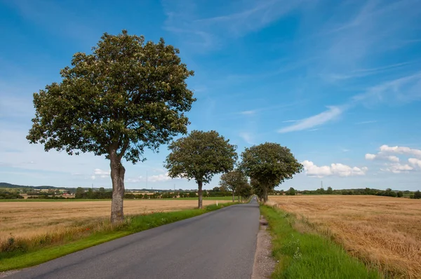 Aveny i den danska landsbygden — Stockfoto