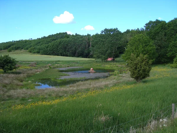 Un estanque en el campo danés — Foto de Stock