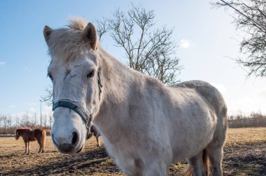 beyaz at üzerinde bir alan