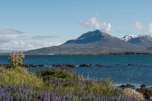 Côte de l'île de Hrisey en Islande — Photo