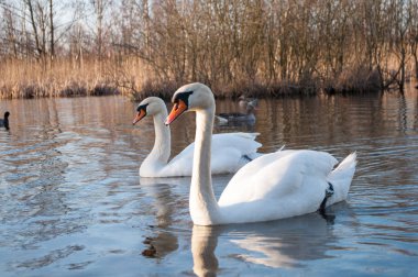 kuğular gölde bir için