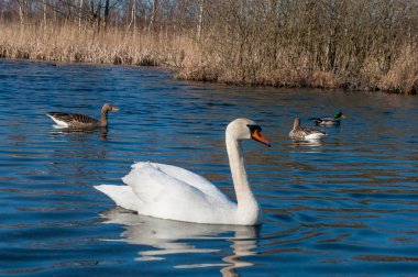 Danimarka'da bir gölde yüzmeye Kuğu 