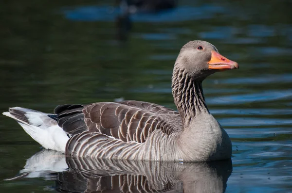 Greylag goose in a lake — Stock Photo, Image