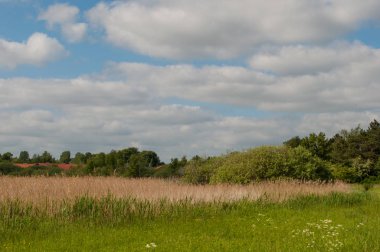 Kopenhag Danimarka banliyölerinde bir doğa alanı