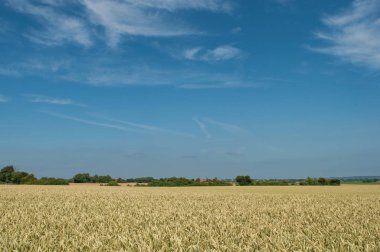 grain field on island of Mon in Denmark  clipart
