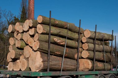 Ağaç bir römork üzerinde günlüğe kaydeder.