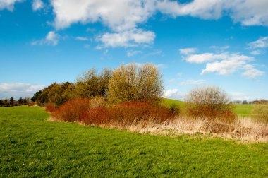 Danimarka sahasında çalı 