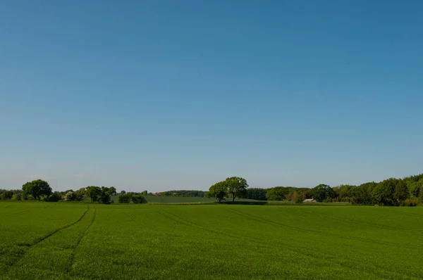 背景中有树木的丹麦田野 — 图库照片