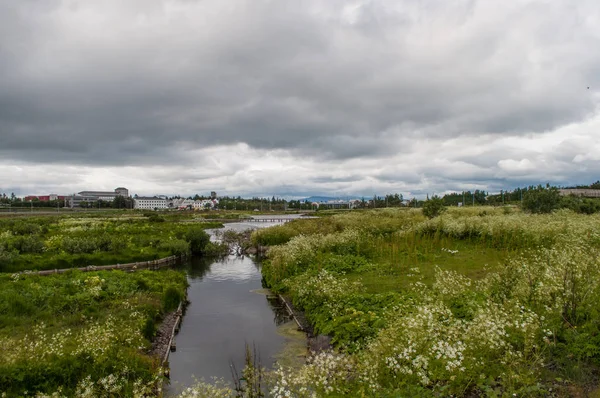 Reykjavik İzlanda'çayır 
