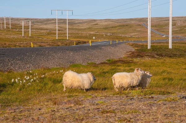 Koyun kuzu İzlanda ana yola yakın ile