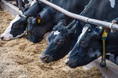 Hey yemek bir çiftlikte inekler