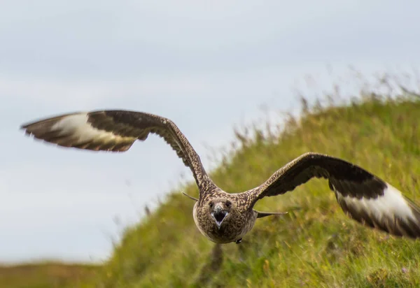 Wielki ptak skua latający na przylądku Ingolfshofdi w Islandii — Zdjęcie stockowe