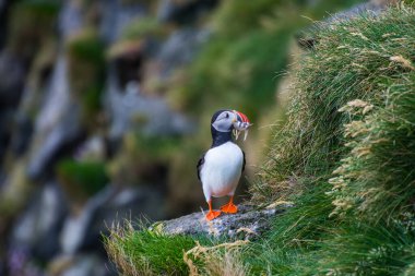 Martı, İzlanda 'daki Ingolfshofdi Pelerini' nin kayalıklarında balık tutuyor.
