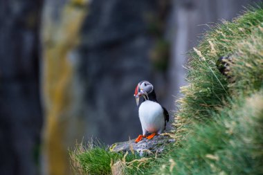 Martı, İzlanda 'daki Ingolfshofdi Pelerini' nin kayalıklarında balık tutuyor.