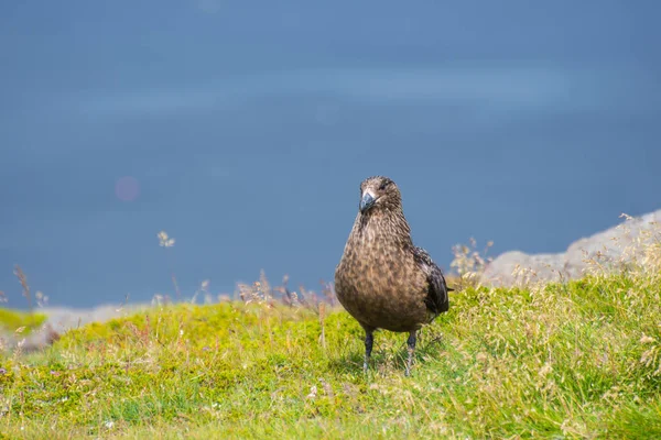 Wielki ptak skua siedzi na trawie na przylądku Ingolfshofdi w Islandii — Zdjęcie stockowe