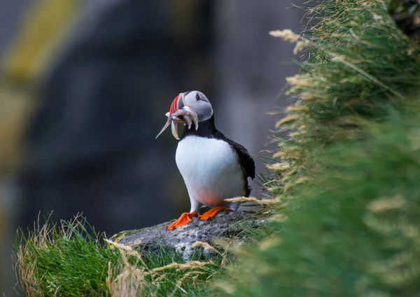 Puffin håller fisk i munnen i klipporna av Ingolfshofdi cape på Island — Stockfoto