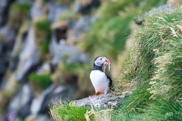 Puffin trzyma ryby w ustach w klifach przylądka Ingolfshofdi w Islandii — Zdjęcie stockowe