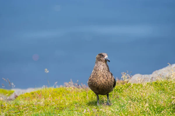 Большая птица скуа, сидящая на траве на мысе Офсхофди в Исландии — стоковое фото