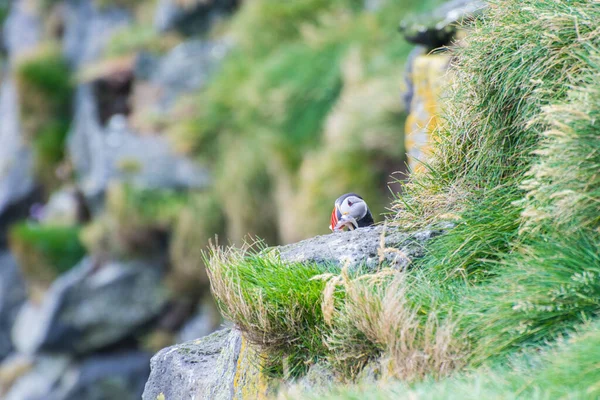 Puffin w klifach przylądka Ingolfshofdi w południowej Islandii — Zdjęcie stockowe