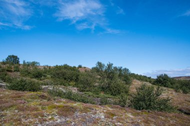 Trees in Icelandic nature landscape