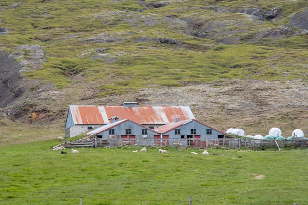 Ovelhas em frente a uma fazenda na Islândia — Fotografia de Stock