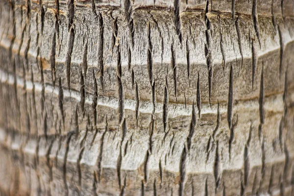 Horisontal close up of a palm trunk — стоковое фото