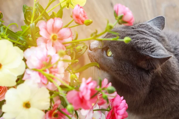 Chat renifle un bouquet de fleurs fraîches de printemps à la maison — Photo