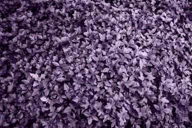 Arkaplan için mor yapraklar dokusu