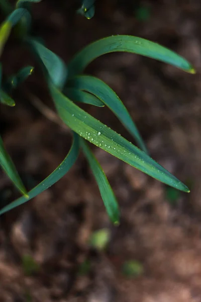 Gotas de lluvia sobre hojas verdes — Foto de Stock