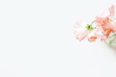 Beyaz arka planda tatlı bezelye çiçekleri