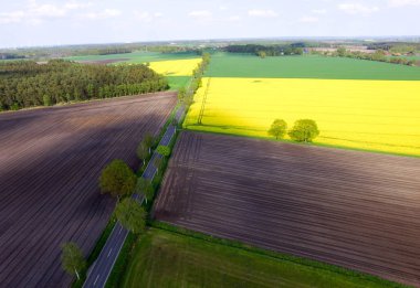 Çiçek açan kolza tohumu alanları