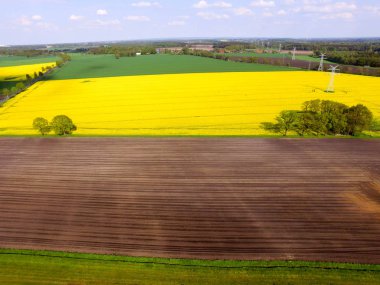 Çiçek açan kolza tohumu alanları