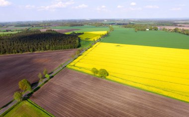 Çiçek açan kolza tohumu alanları