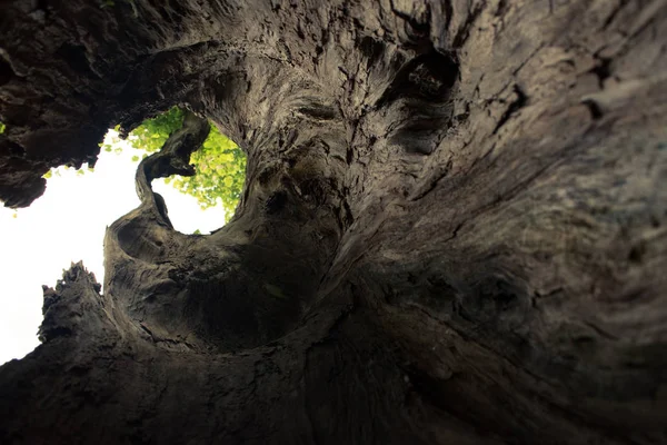 Bâton de bois dans le parc — Photo