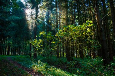 Orman yolu güzel sonbahar