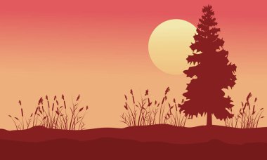 Güzellik sahne Ladin ve gündoğumu çim ile