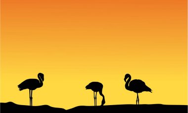 Gün batımı sahne siluet Flamingo'da