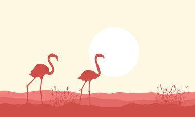 Flamingo güzellik manzara siluet
