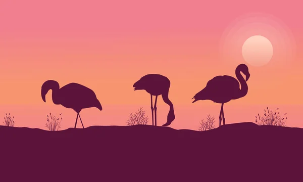 Сцена фламинго на восходе солнца — стоковый вектор