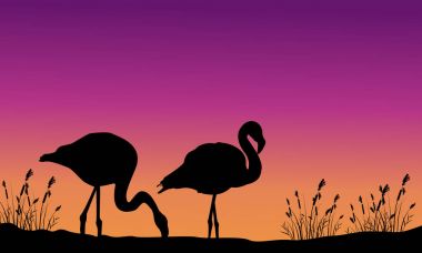 Gün batımı Flamingo'da hill sahne üzerinde