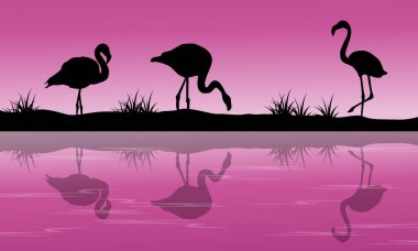 Göl sahne flamingo siluet gün batımında