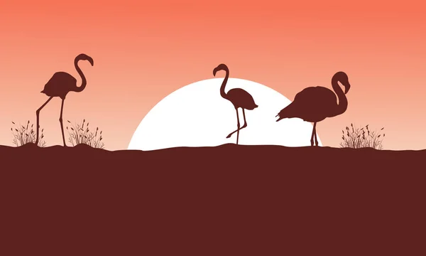 Flamingo alle sagome della scena del tramonto — Vettoriale Stock