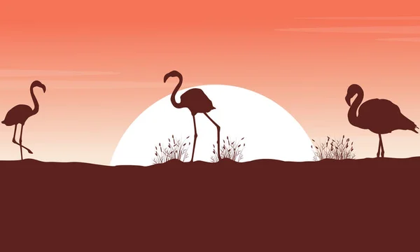 Kolekcja sylwetki flamingo pejzaż o zachodzie słońca — Wektor stockowy