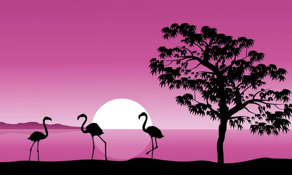 Kolekcja flamingo na tle zachodu słońca — Wektor stockowy