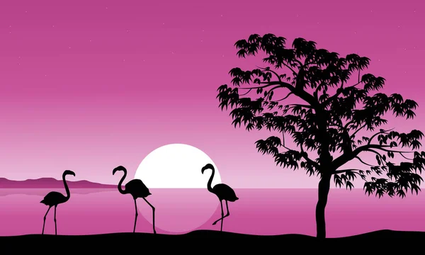 Gün batımı arka plan Flamingo'da koleksiyonu