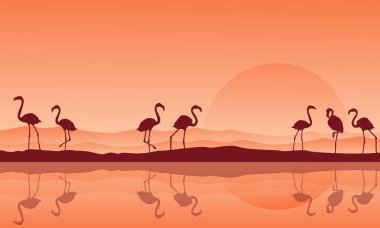 Flamingo göl kenarında yansıması ile silüeti