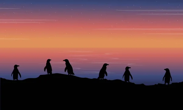 Skönhet landskapet pingvin vid solnedgången — Stock vektor
