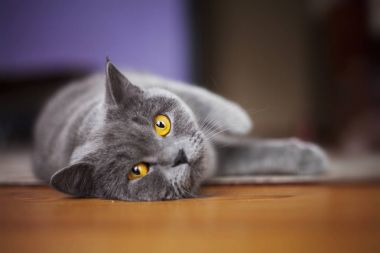 İngiliz kısa hava kedisi 